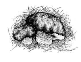 Boletes aereus