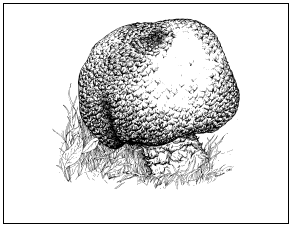 Agaricus augustus