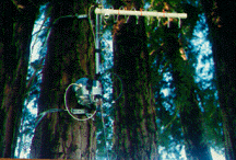 Receive Antenna in redwood thicket