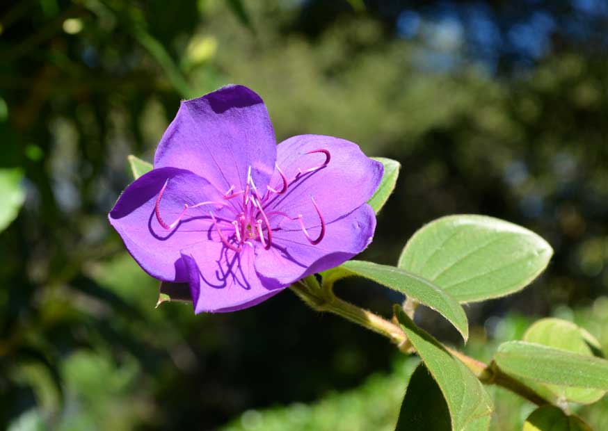 Tibouchina (Princess flower)