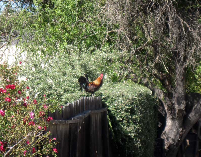 Rooster on fence