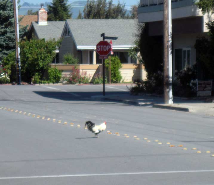 Chicken Xing