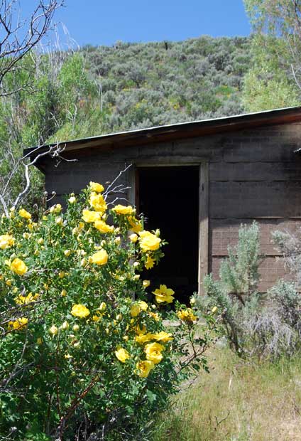 Roses and cabin, Patsville