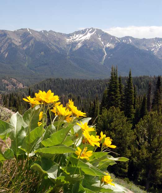 Wyethia at old road summit