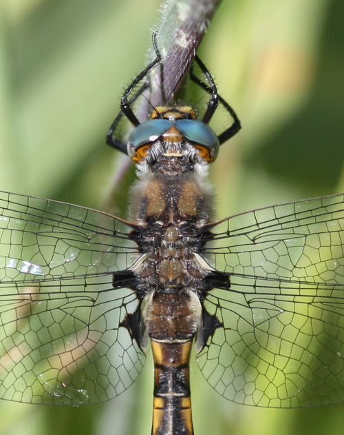 Beaverpond Baskettail