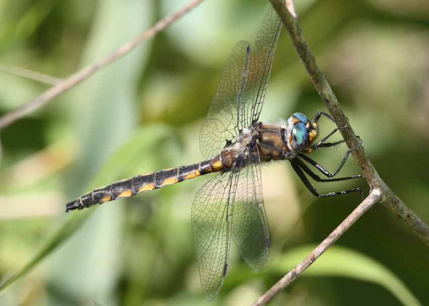 Beaverpond Baskettail