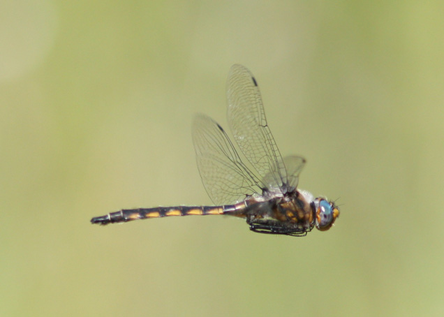 Beaverpond Baskettail