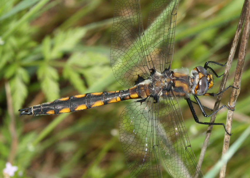 Beaverpond Baskettail