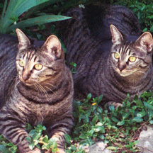 buddy and missy in garden