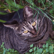 buddy sitting in garden