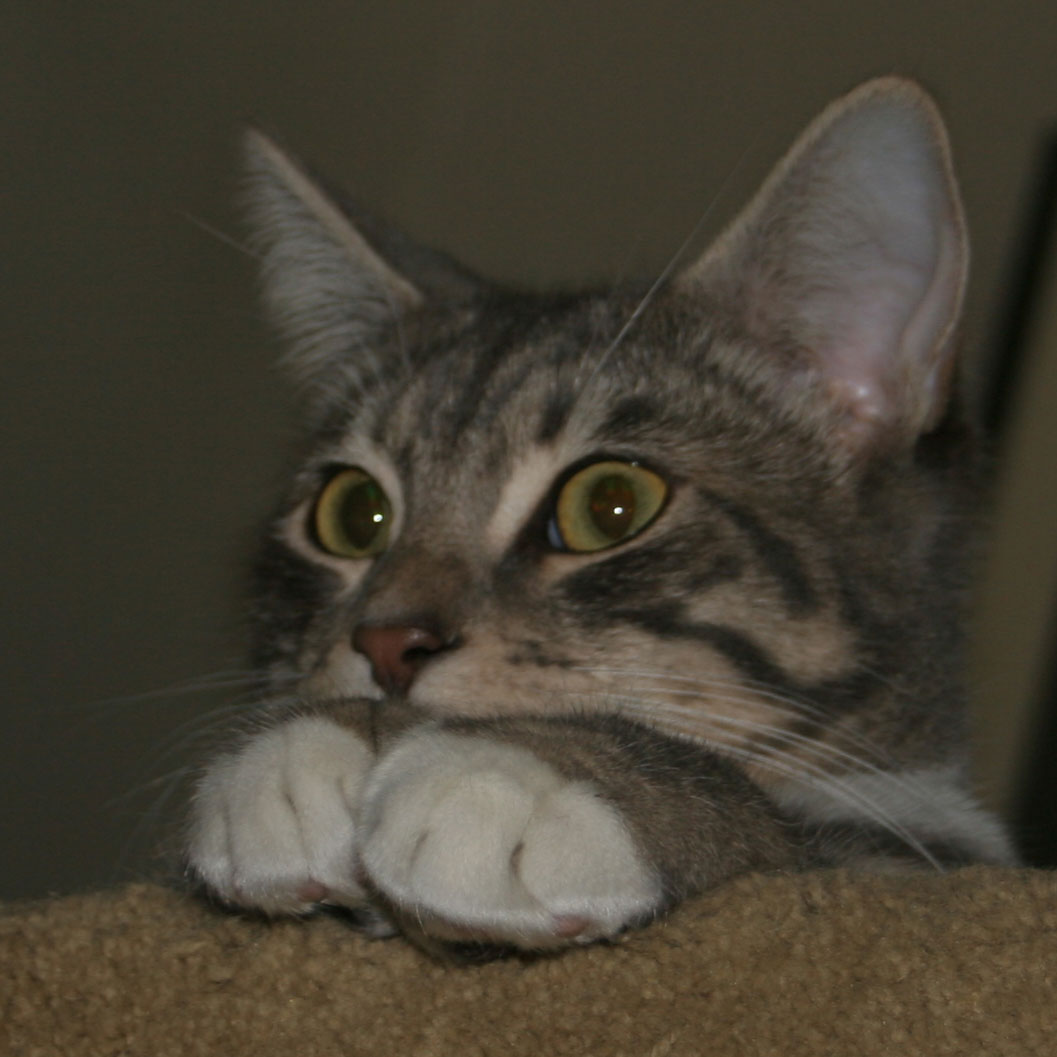 cody with big paws