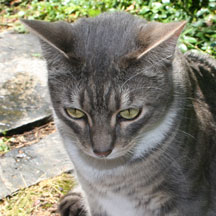 cody forlorn