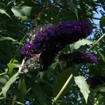 looking up at tall buddealia