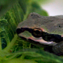 tree frog up close