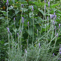 overgrown lavender plant