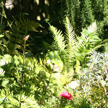 garden thicket in summer