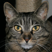missy stares
