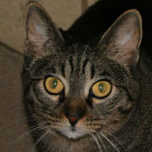 missy looks harried