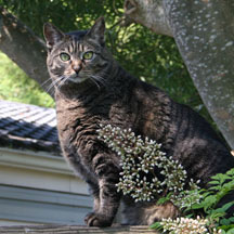 missy posing on fence