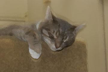 drybrush effect photo of Cody