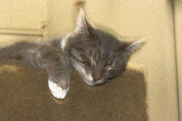 film grain effect photo of Cody