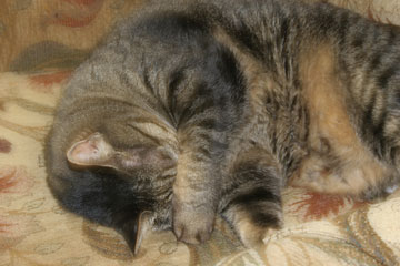 original photo of Missy