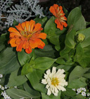 orange zinnias