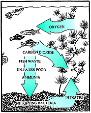 Aquababies aquarium cycle