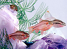 AquaBabies Cherry Barbs