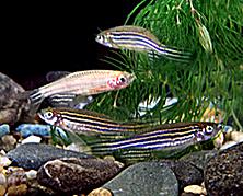 AquaBabies Danios