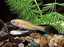 AquaBabies Rosy Minnow