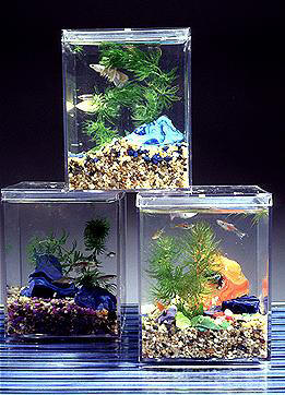 Photo of Aquarium