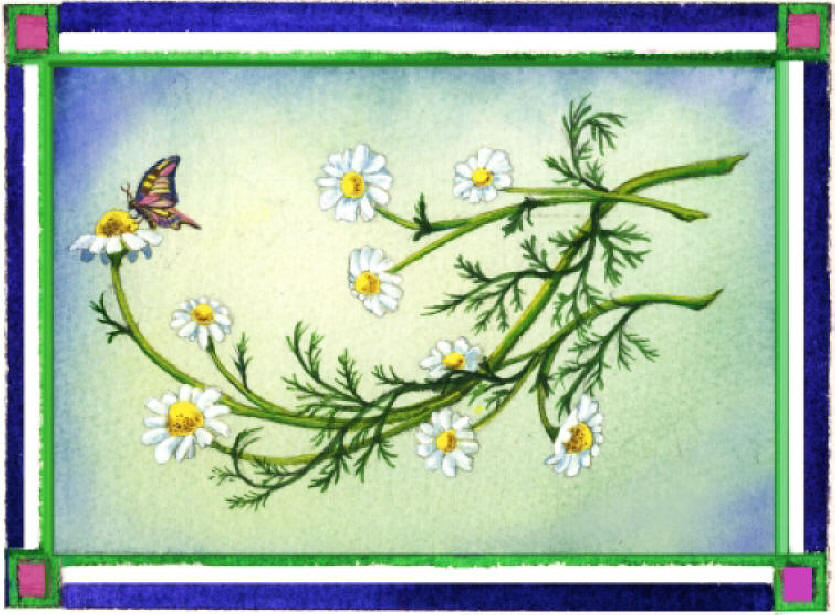 Midsummer Dream Chamomile