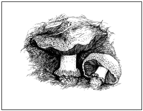 Agaricus pattersonae