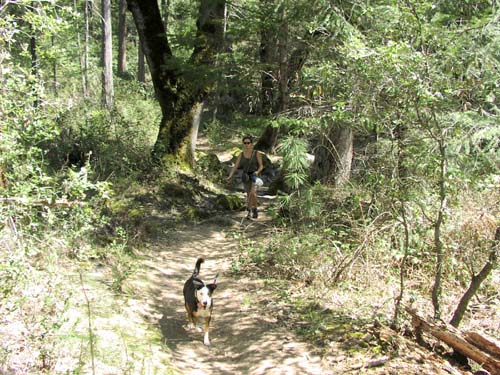 The trail to Feather River Falls is well maintained and easy to follow
