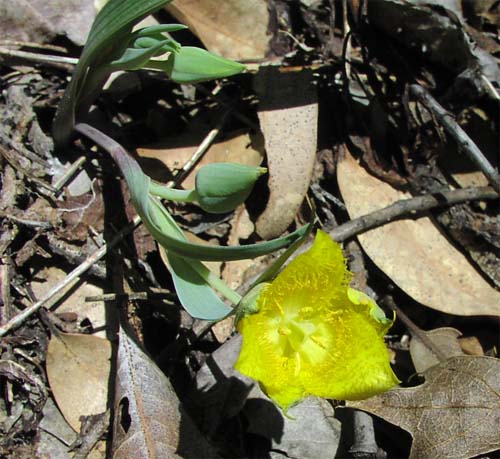 A Yellow Star Tulip along the trail.