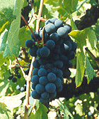 Cluster of Zinfandel grapes