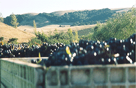 Zinfandel grapes