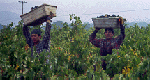 Men holding bins of zinfandel grapes