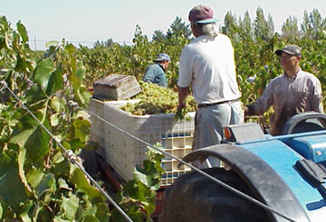 Harvesting Viognier grapes