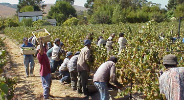 Harvesting Chardonnay grapes at Cline Cellars