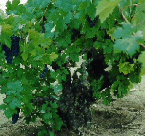 100 year-old Zinfandel vine from the 1997 Harvest