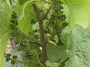 Early Chardonnay Grapes - Flowering