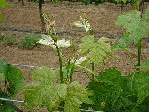 Chardonnay Buds