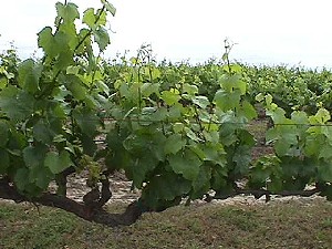 Chardonnay Vines on Trellis