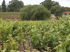 The Chardonnay Vineyard at Toad Hollow