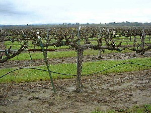 Pruned Dormant Chardonnay Vines