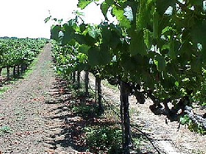 Chardonnay Vines in June