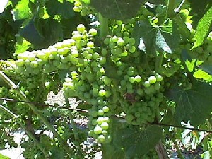 Chardonnay Grapes in June