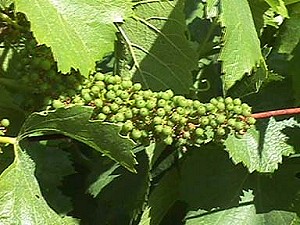 Beginnings of Chardonnay Grapes